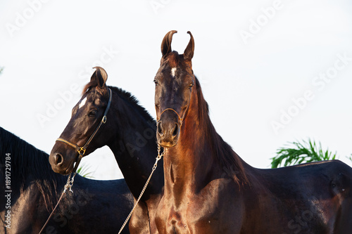 Cuadro en lienzo Marwari mares posing together at sunny evening. India