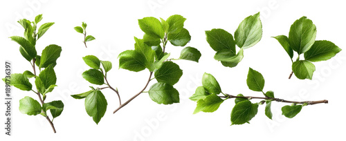 Wallpaper Mural Close-up of vibrant green leaves and stems arranged in a horizontal banner format.  The leaves exhibit a slightly textured appearance and are detailed with defined edges Torontodigital.ca