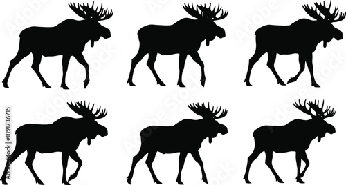 Wild moose silhouette set featuring majestic bull elk with large antlers in walking poses isolated on white background for wilderness hunting and forest logos.