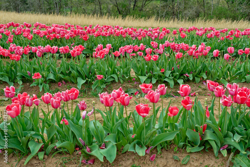 Dark pink tulips in a field
