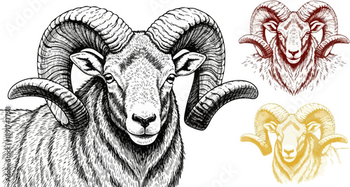 Detailed engraving portrait of a majestic bighorn ram showcasing impressive curved horns against a dark background
