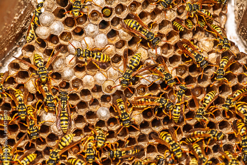Tableau sur toile Yellow Jacket Wasps and Larvae on Nest in Spain, Adult Insects