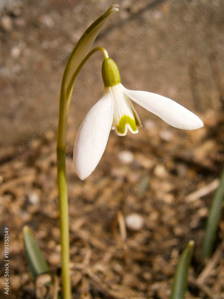Obraz premium White snowdrop flower galanthus nivalis blooming in early spring garden soil