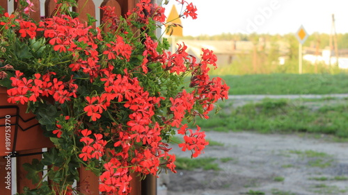 Tableau sur toile Red flowers ivy-leaved geraniums in a brown balcony planter box, pelargonium pel