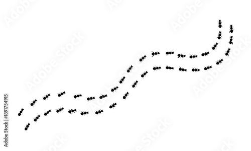 Ants marching in a curved line forming two parallel trails representing teamwork unity cooperation and organized movement in nature and community group organization path following