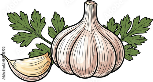 Whole and partial garlic bulbs with green leaves clove parsley