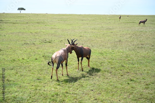 side view of two topi male deer fighting 