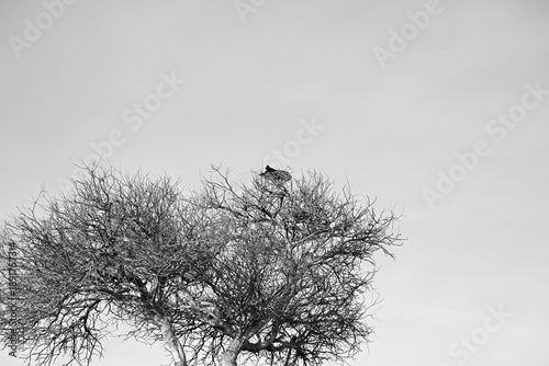 camouflaged martial eagle on a tree 