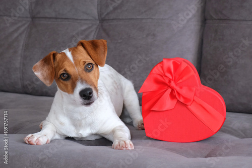 Portrait of cute Jack Russell Terrier dog lies home on gray sofa next to red heart. Concept of Valentine's Day, animal love and gifts. Puppy is lying in close-up looking into frame. Slow motion