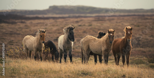Valokuva Icelandic Horses