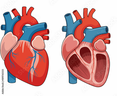 Anatomical human heart showing external view and internal chambers anatomy medical