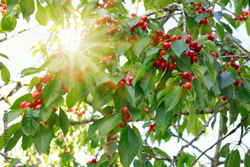 Red cherry hanging on a tree in the garden