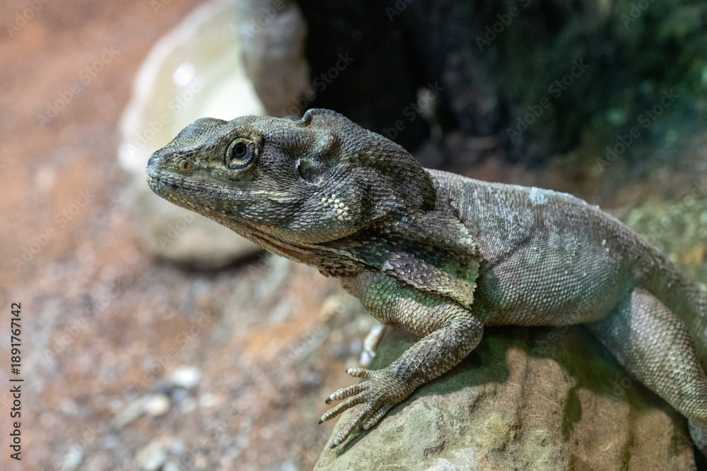 Fototapeta premium Frilled-neck Lizard (Chlamydosaurus kingii)