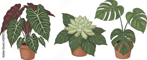 Vector illustration set of tropical indoor houseplants in terracotta pots featuring a monstera deliciosa succulent and alocasia with large green leaves on white background