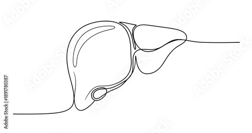 Continuous line drawing of human liver anatomy in minimalist style. No editable stroke