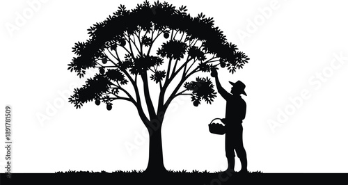Black silhouette of farmer picking fruit from large leafy tree into basket on grass field isolated on white background for agriculture