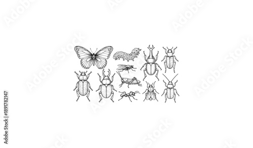 Vintage engraved butterfly caterpillar beetle insect vector set
