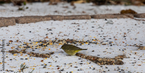 Orange crested warbler foraging in snow in Texas
