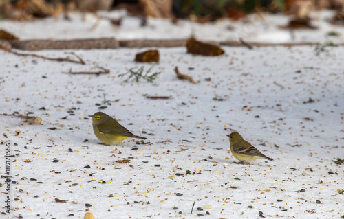 Orange crested warbler foraging in snow in Texas