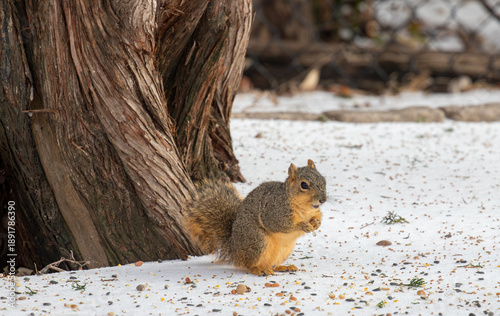Fox squirrel foraging in snow in Texas