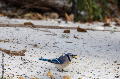 Blue jay foraging in snow in Texas
