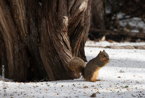 Fox squirrel foraging in snow in Texas