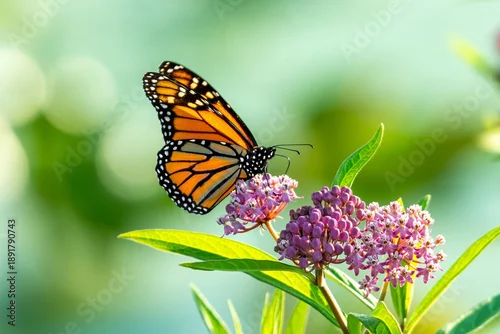 Fototapeta na wymiar Monarch butterfly on a common milkweed plant.