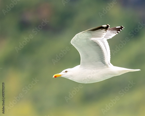Bild auf Leinwand herring gull in flight