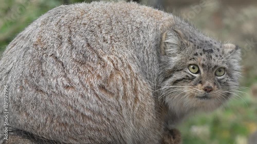 A close-up view of a Pallas's cat with a round head and distinctive facial features showcasing its textured fur