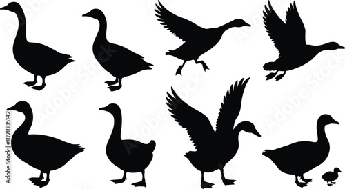 Collection of goose silhouettes in standing, walking and flying poses including adult and chick, isolated on white background, wildlife bird illustration set