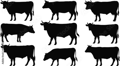 Set of cow and cattle silhouettes in various standing and walking poses, isolated on white background, farm livestock animal illustration collection