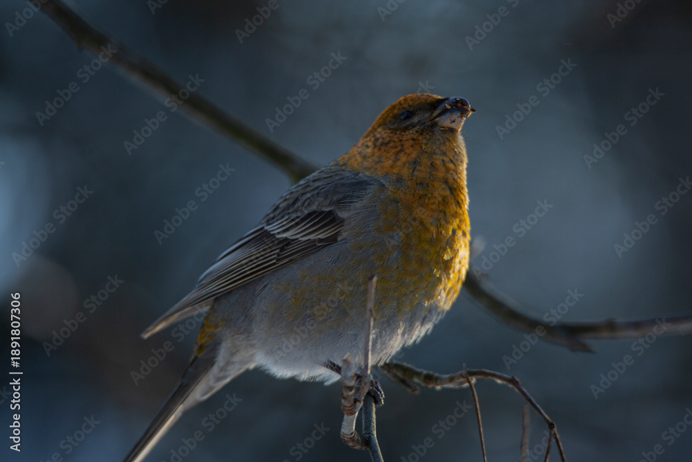 Obraz premium pinicola enucleator a bird sits on a branch in winter 