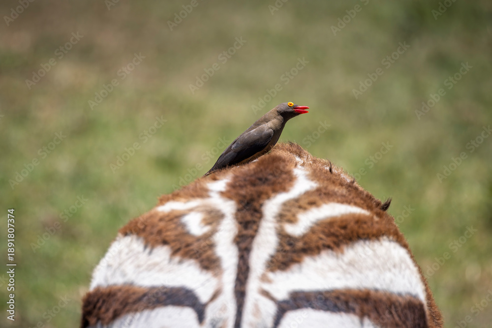 Fototapeta premium Close up of a red billed Oxpecker bird sat on the back of a Plains Zebra at Tala Game Reserve near Durban, South Africa