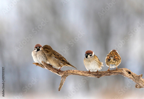 Funny birds sparrows sitting in a row in a winter garden on a tree branch