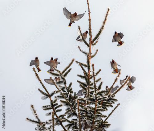 A flock of waxwing birds sit on snow-covered spruce branches in a winter gard...