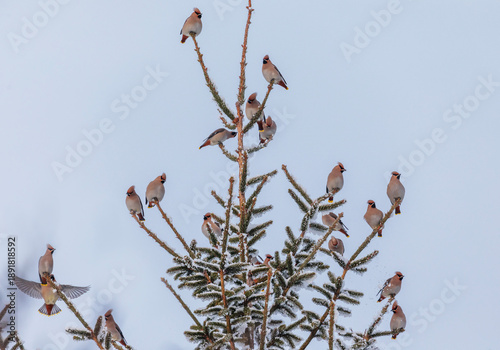flock of waxwing birds sit on snow-covered spruce branches in a winter garden...