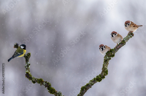 Funny birds sparrows and tit sitting on branches opposite each other in the w...