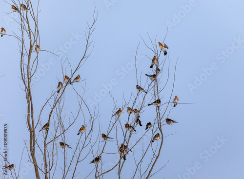 A flock of thrush birds sitting on branches in a winter park against a white sky
