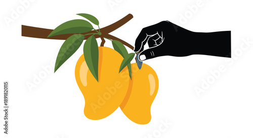 Black Silhouette Hand Picking a Yellow Mango from a Branch Flat Minimalist Vector Graphic Design