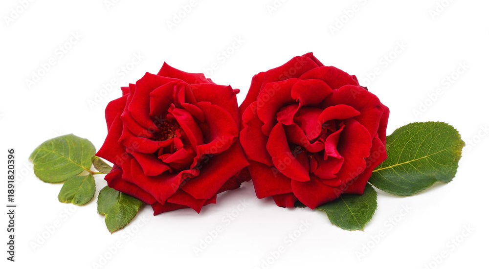 Fototapeta premium Two beautiful red roses with green leaves isolated on a white background.