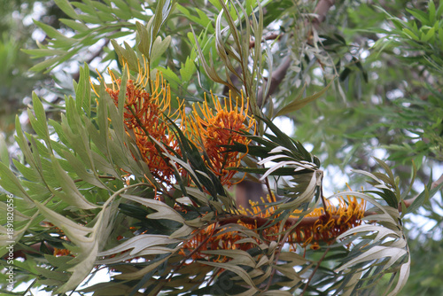 Silky oak (Grevillea robusta) with bright orange flowers on its branches