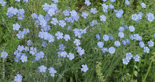 (Linum Perenne) Blue flax - Perennial flax - Siberian flax - Lint - Prairie flax. Clump of beautiful blue flowers hanging from slender stems bearing narrow leaves and flower buds

