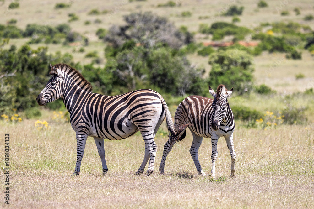 Fototapeta premium Mother and young Plains Zebra standing in savannah in Hluhluwe Imfolozi National Park, South Africa on 10 December 2024