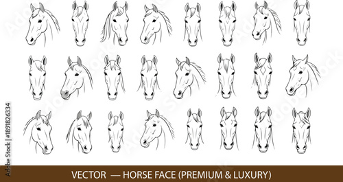 Refined vector illustration of a horse face with elongated elegant proportions, smooth flowing curves emphasizing grace and strength