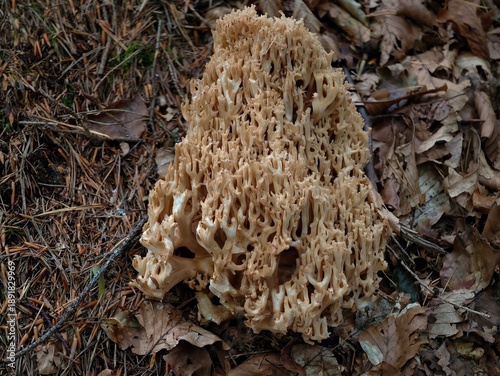 Cuadro en lienzo forest floor cauliflower growth, intricate fungus resembling honeycomb on forest