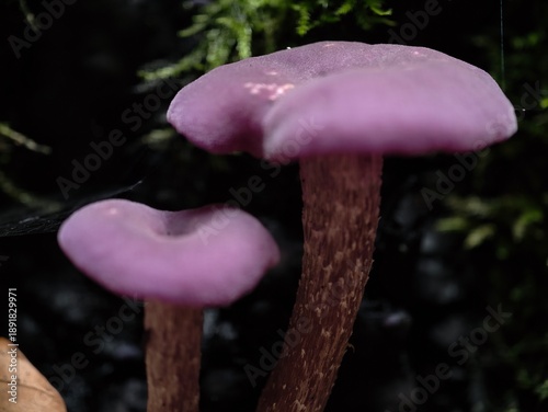 Konstfotografi velvety fungi amid moist woodland gloom, quietly illuminated toadstools with tex