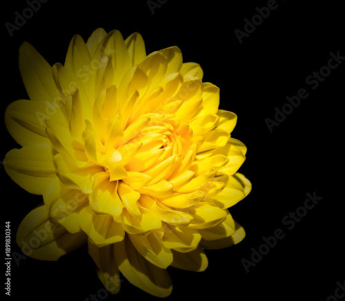 Vibrant Yellow Dahlia Flower on a Black Background