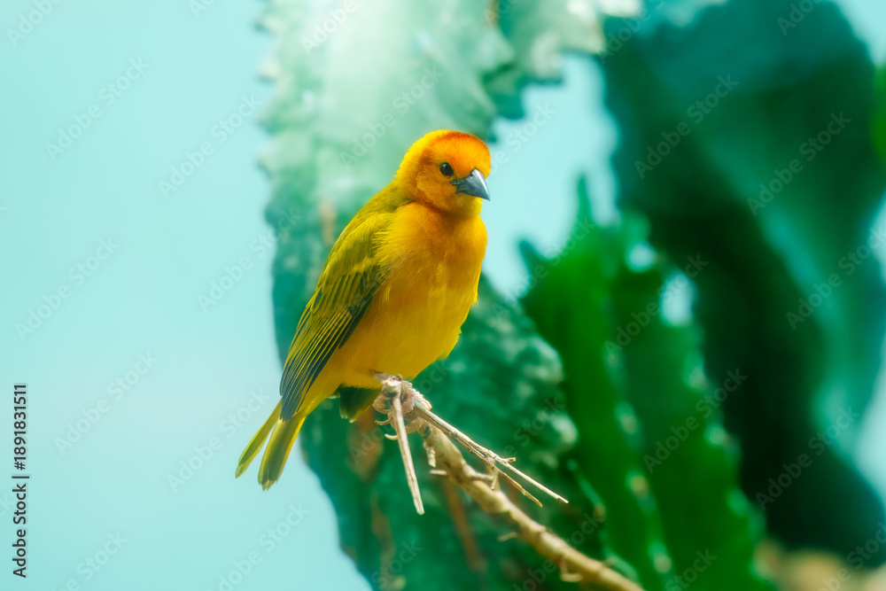 Fototapeta premium Close-up profile of a vibrant yellow Taveta Golden-Weaver Ploceus castaneiceps in its natural habitat.