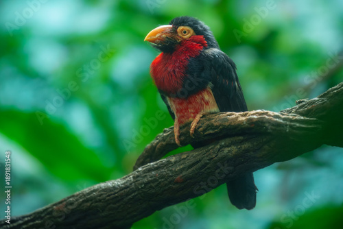 Fotografie Vibrant Bearded Barbet (Lybius dubius) perched on a gnarled tree branch, showcasing its bright red plumage and powerful beak against a soft green foliage background