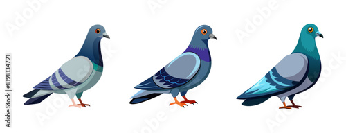 A colorful vector illustration of three pigeons standing in a row on a transparent background